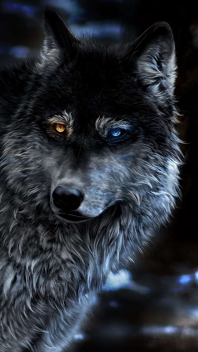 A wolf, animal, black, eyes, face, wild, HD phone wallpaper | Peakpx