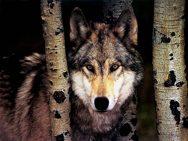 Wolf between Birch trees, wild, Wolf, trees, Birch, animals, forrest, HD wallpaper