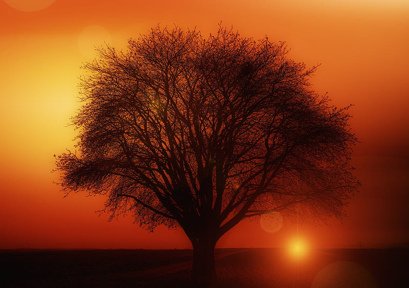 Earth Orange Road Silhouette Sun Sunset Tree, sunset, tree, nature, HD wallpaper
