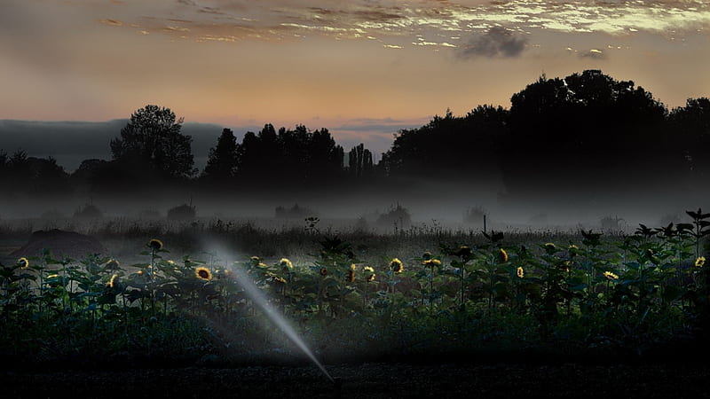sunflower field in the morning, sprinkler, flowers, morning, trees, field, HD wallpaper