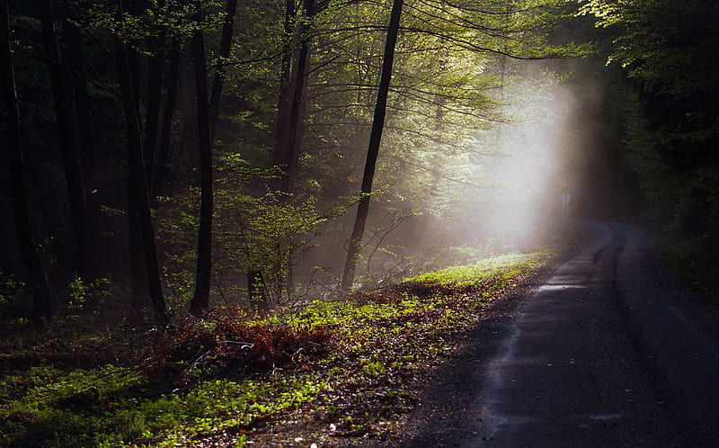 day has beginning, forest, graphy, green, day, nature, fog, HD wallpaper