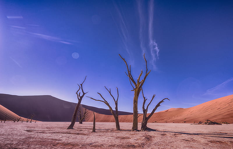 bare trees on desert, HD wallpaper