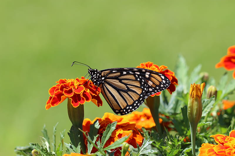 Selective Focus graphy Of Monarch Butterfly Perched On Marigold Flower, HD wallpaper