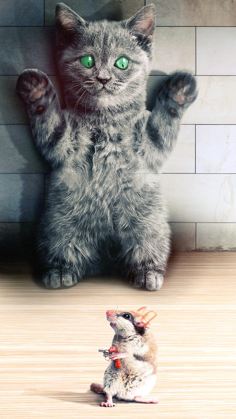 cat humor, chat, humour, mouse, souris, HD phone wallpaper