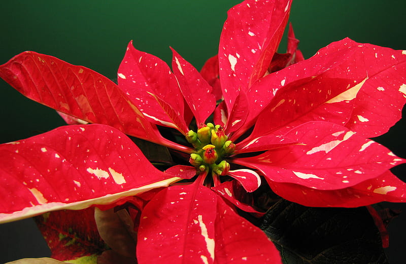 Speckled Joy, red, christmas, holiday, plant, speckled, yellow, winter, leaves, green, white, poinsettia, HD wallpaper