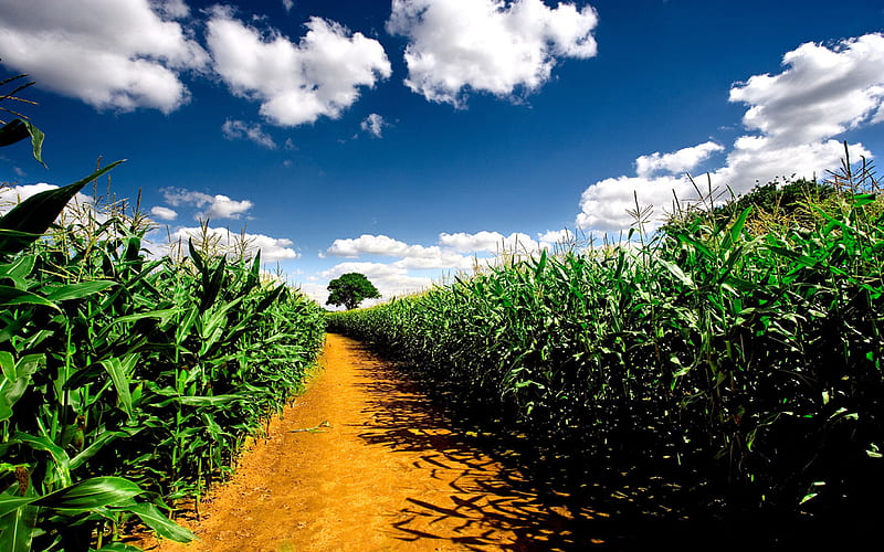 In The Corn Field, corns plants, path, green leaves, beautiful clouds, HD wallpaper