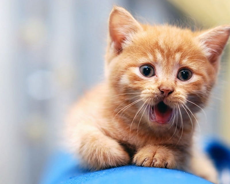 our little guy, pet, house, kitten, orange, HD wallpaper