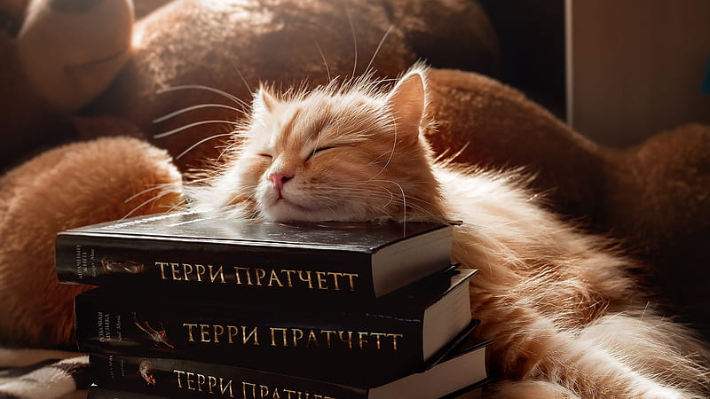 Light Brown White Fur Cat Is Sleeping On Books Cute Cat, HD wallpaper