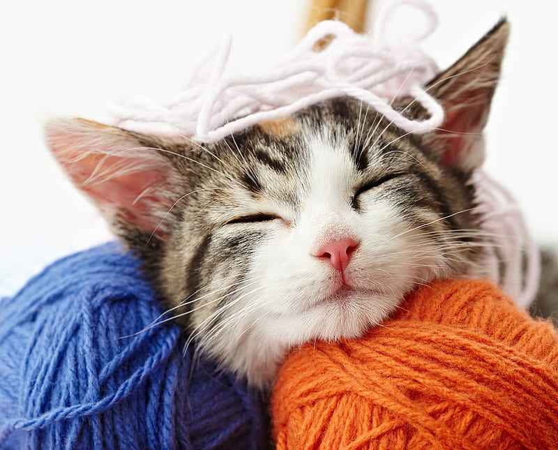 Kitten, sleep, orange, cat, animal, cute, wool ball, pisica, blue, HD wallpaper