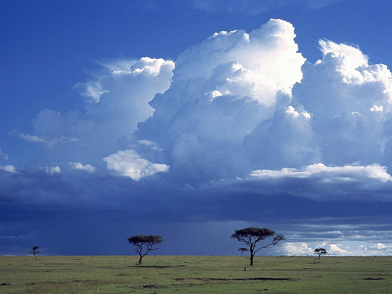 Savannah Masai Mara Kenya, kenya, savannah, masai mara, sky, clouds, storm, africa, tree, sunrise, HD wallpaper