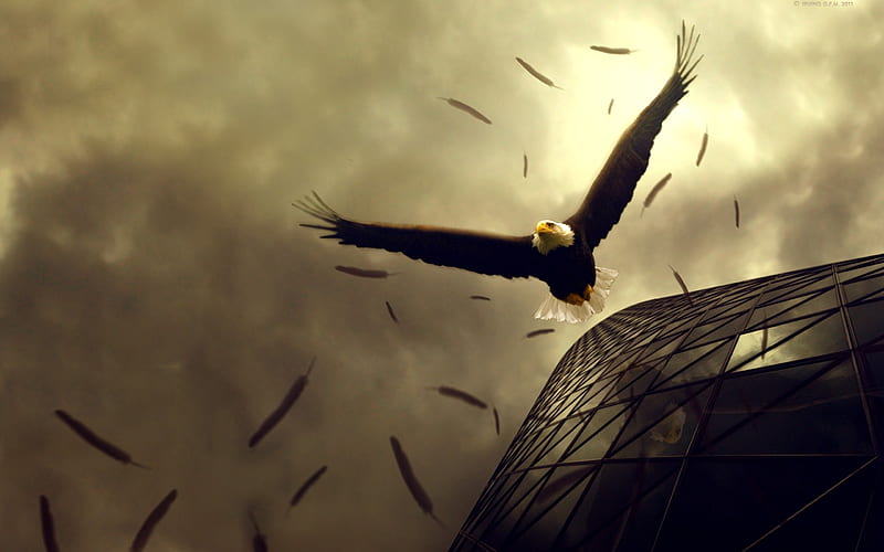 eagle flight-Birds graphy, HD wallpaper