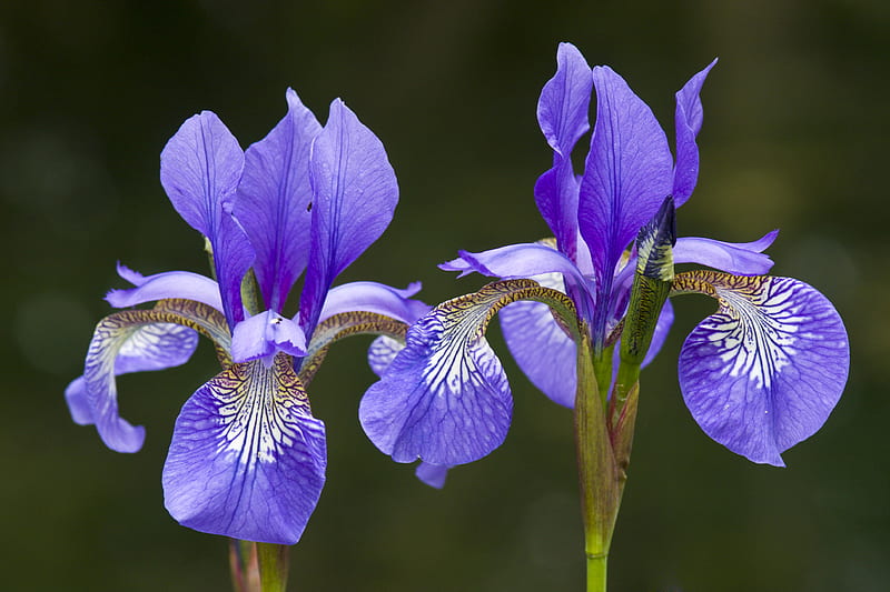 Purple irises., purple, plant, flower, nature, iris, HD wallpaper