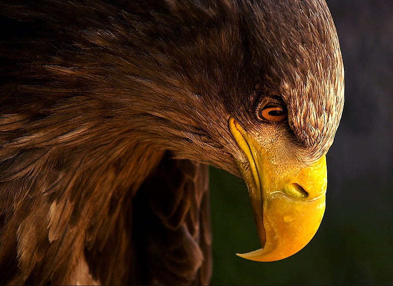 The eagle, eagle, black, grate, brown, HD wallpaper | Peakpx