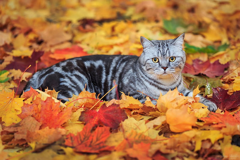 Autumn Cat, fall, autumn, kitty, autumn leaves, cat, cat face, leaves, autumn splendor, kitten, animals, HD wallpaper