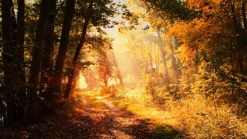 Fall Foliage Path With Sunbeam During Morning Time Nature, HD wallpaper