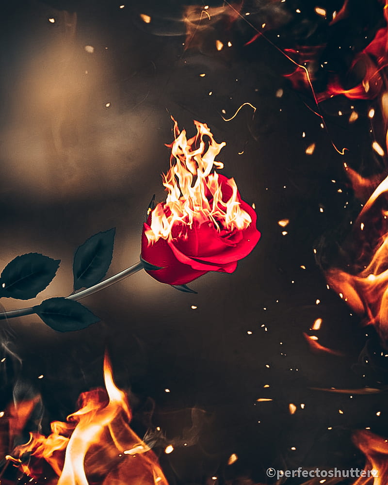 Close-up of burning rose against black | ID: 121021886