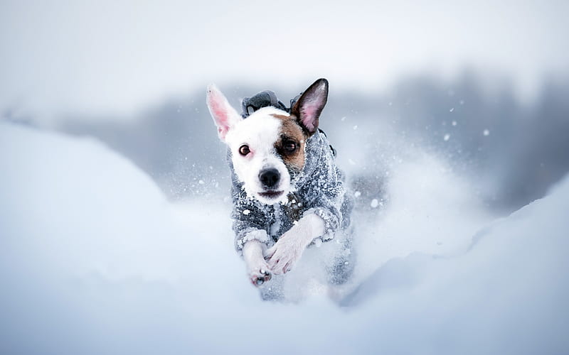 Jack Russell Terrier, white little dog, pets, winter, snow, dogs, HD wallpaper