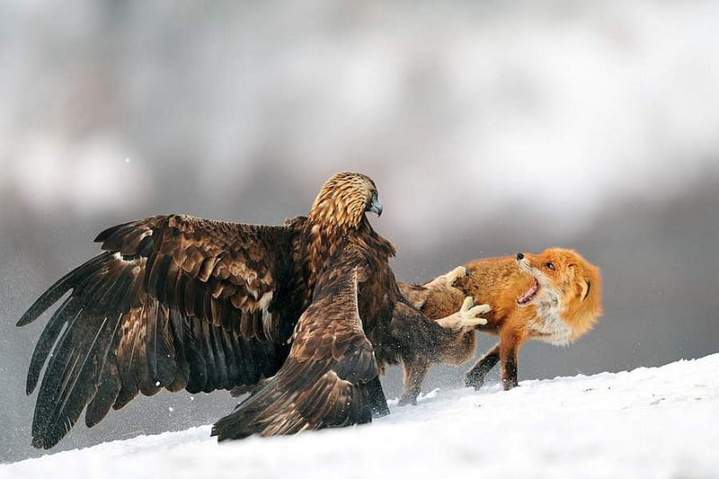 Golden Eagle vs Red Fox, eagle, fight, fox, animals, HD wallpaper | Peakpx