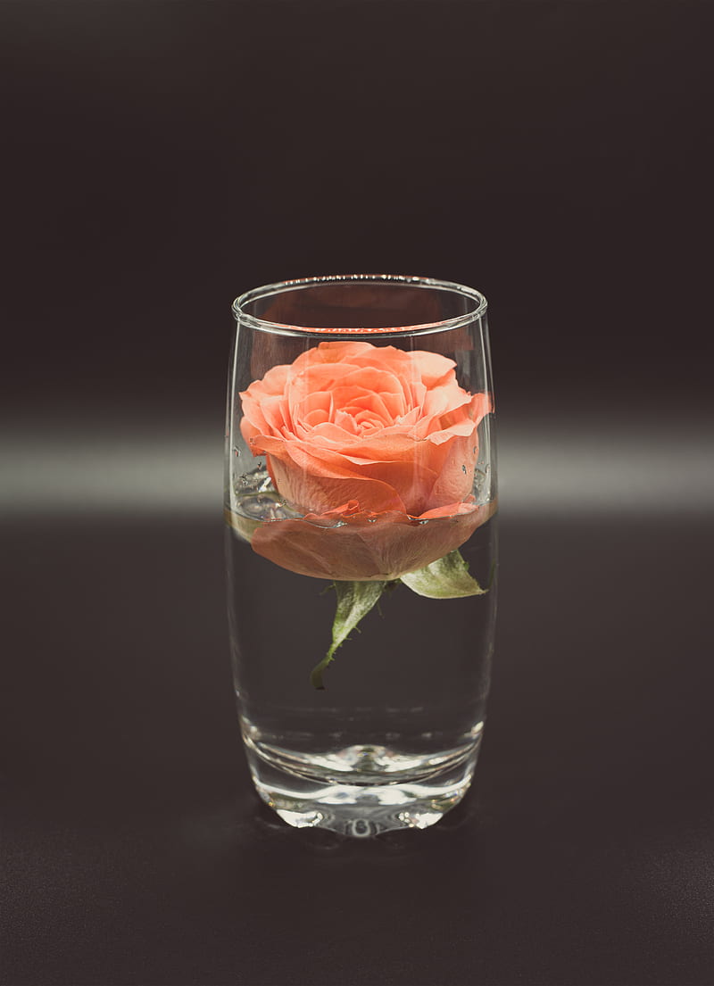 Rose, flower, glass, water, HD phone wallpaper | Peakpx