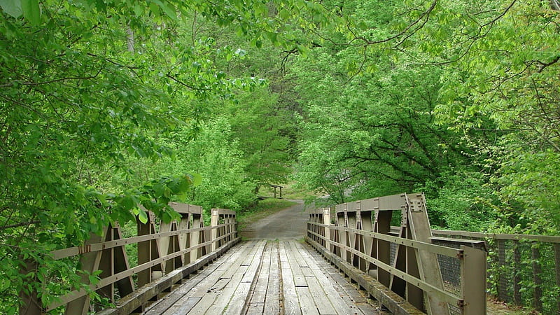 bridge in the forest, forest, planks, rails, bridge, HD wallpaper