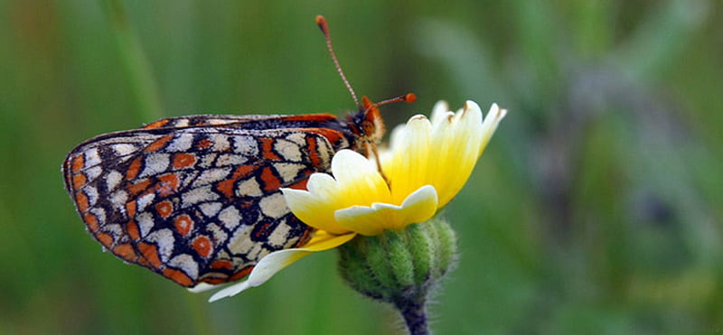 THREATENED CHECKERSPOT BUTTERFLY, pretty, insect, bonito, butterfly, HD wallpaper