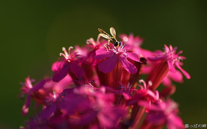 Bees on flowers- Digital Cameras Flowers graphy, HD wallpaper