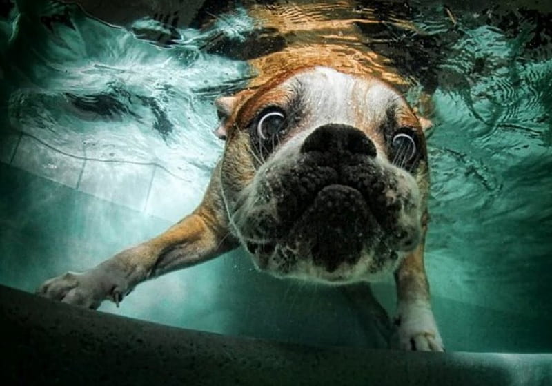 Amo esa cara, perro, bajo el agua, lindo, Fondo de pantalla HD | Peakpx