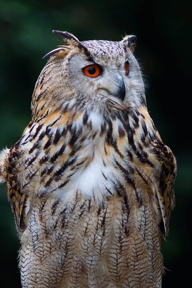 owl, bird, glance, watching, HD phone wallpaper