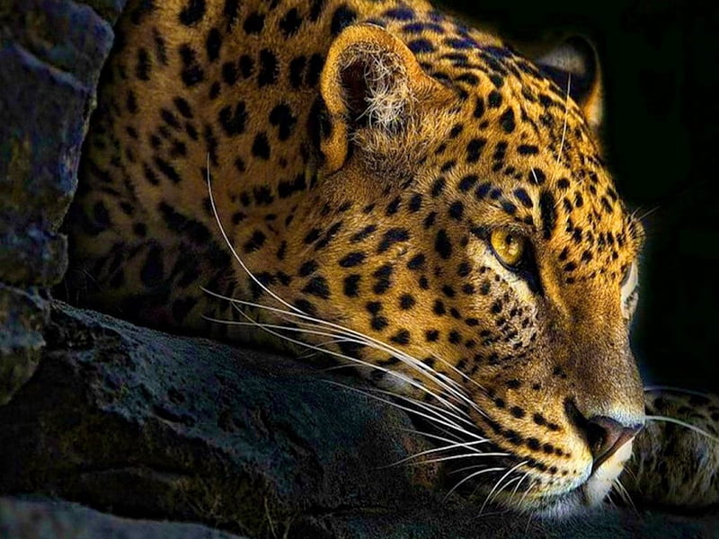 At The Ready, Leopard, Hunt, Cat, Spots, Hd Wallpaper 