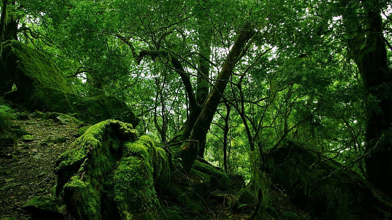Deep in the Jungle, dense, jungle, forest, green, HD wallpaper