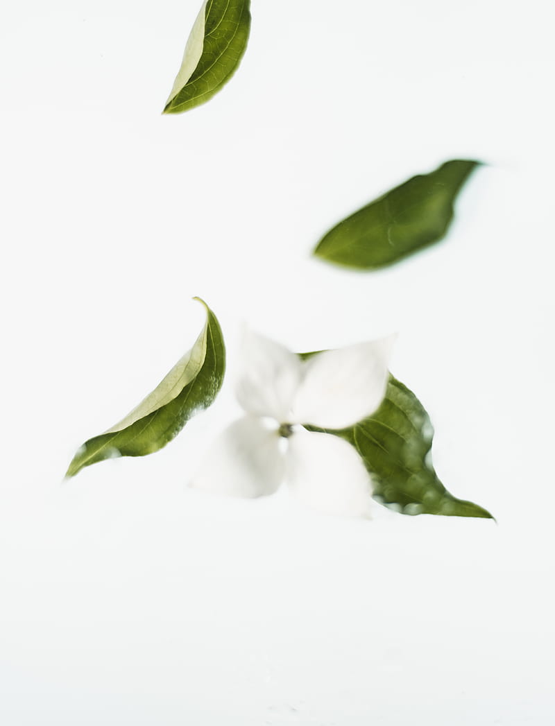 Green Leaves on White Surface, HD phone wallpaper