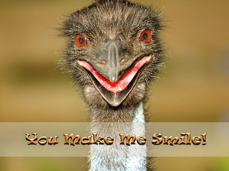 You make me smile, ostrich, humor, smile, bird, HD wallpaper