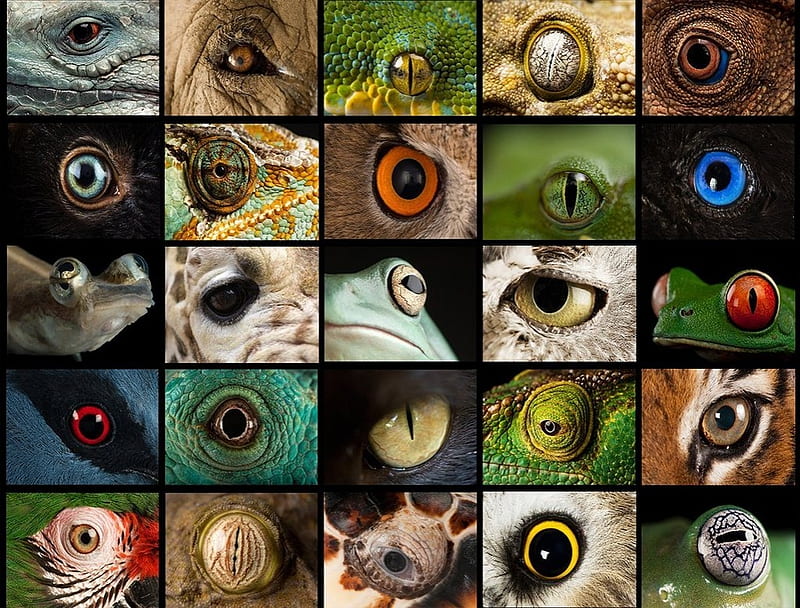 Animal eyes, ochi, collage, animal, eye, HD wallpaper