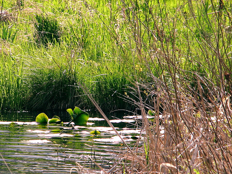 Pond and marshes near Electron, Washington, shadows, marsh, lake, water plants, HD wallpaper