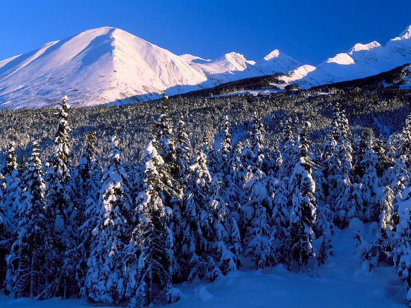 Let's go skiing on the far mountain!, ski slope, tree, snow, winter, HD wallpaper