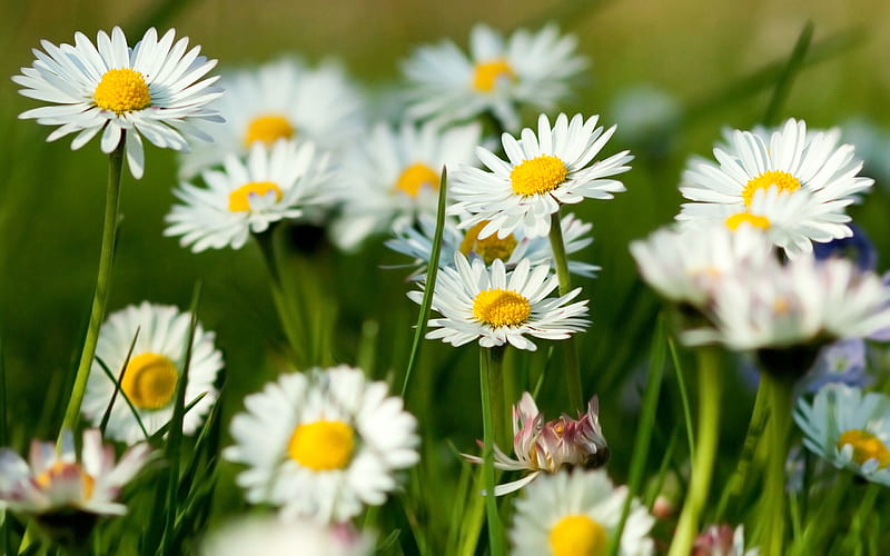 Daisies, blurry, plants, close-up, Flowers, HD wallpaper | Peakpx