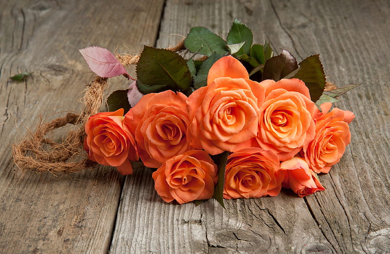 Roses, Flowers, Buds, Orange, HD wallpaper