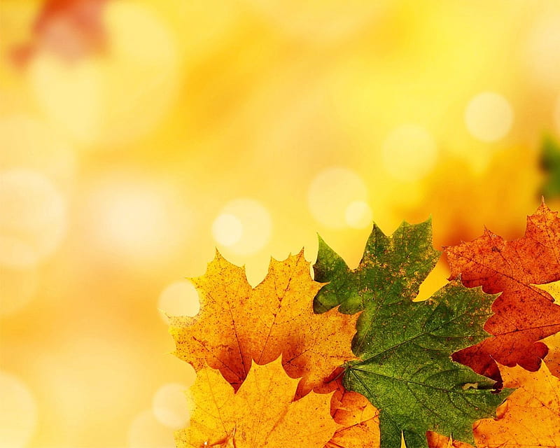 AUTUMN LEAVES, COLORS, LEAVES, DESIGN, ABSTRACT, HD wallpaper