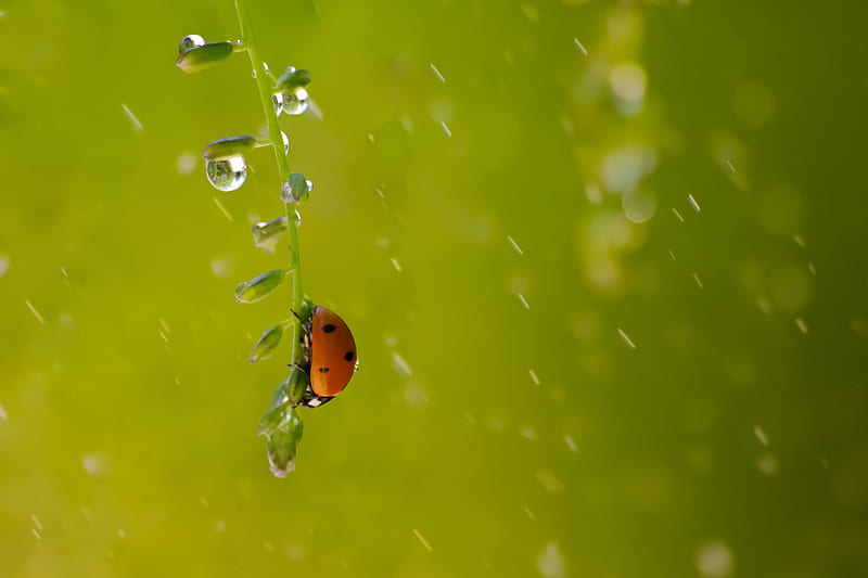 close-up of ladybird perching on stem covered with water droplet, HD wallpaper
