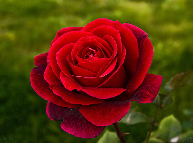 Red Rose for my wonderful Jeri, red, lovely, bloom, rose, bonito, gift ...