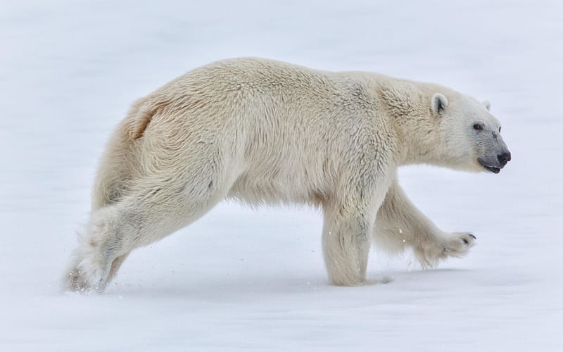 Polar bear, winter, North Pole, bears, predator, HD wallpaper