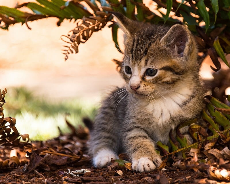 Cute Kitty, fluffy, kitty, cat, trees, kitten, animal, HD wallpaper ...