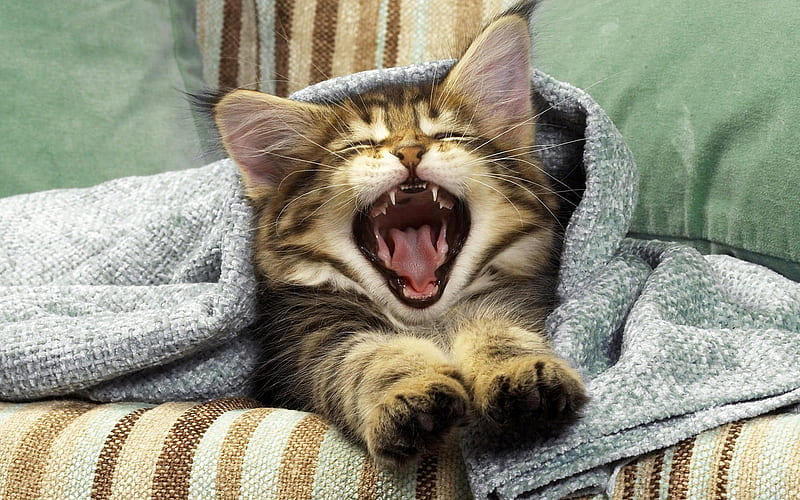 pet, sofa, kitty, yawns, HD wallpaper