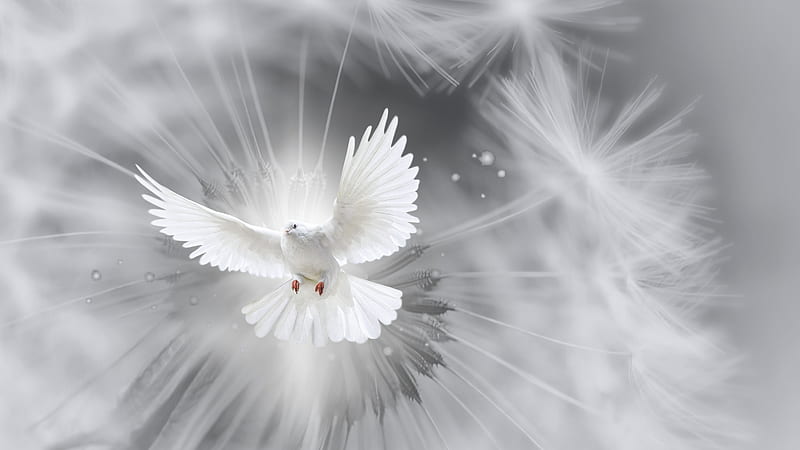Homing pigeon Columbidae Bird, pigeon, animals, doves As Symbols, desktop  Wallpaper png | PNGWing