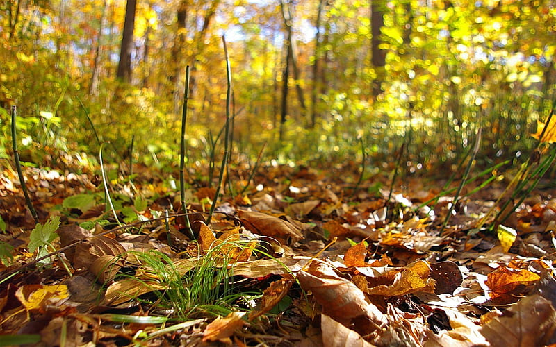 Lots Of Leaves On The Ground, HD wallpaper
