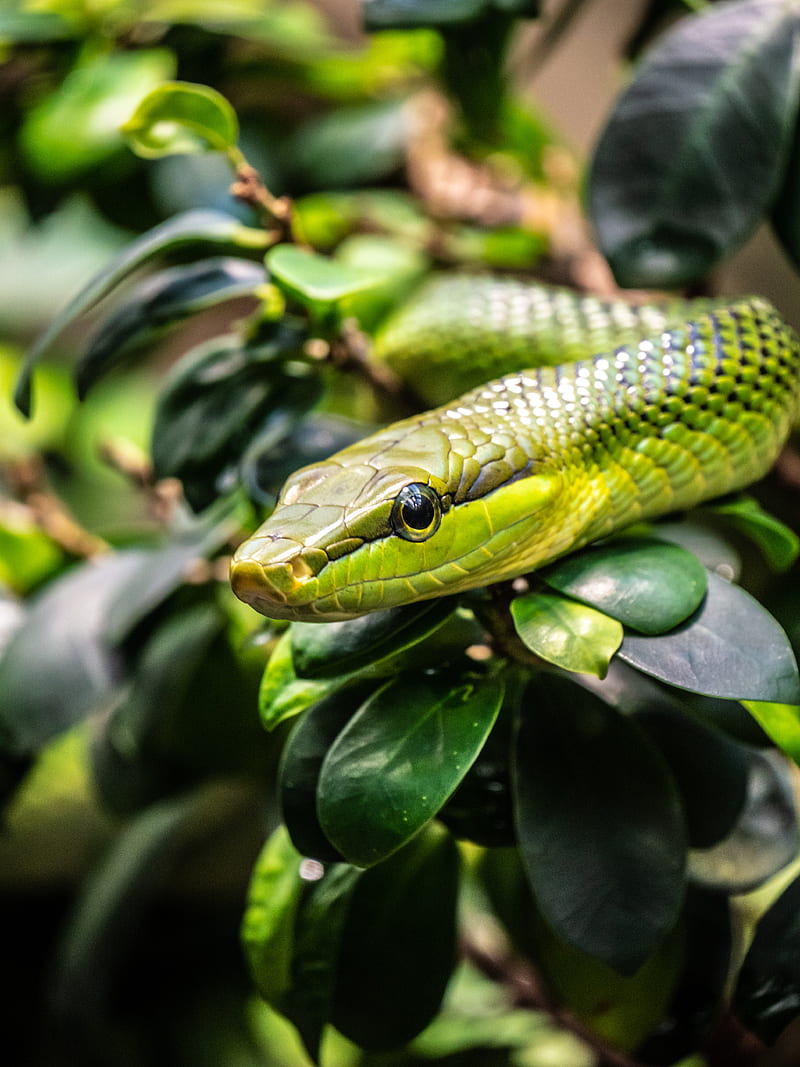 snake, reptile, squama, green, HD phone wallpaper