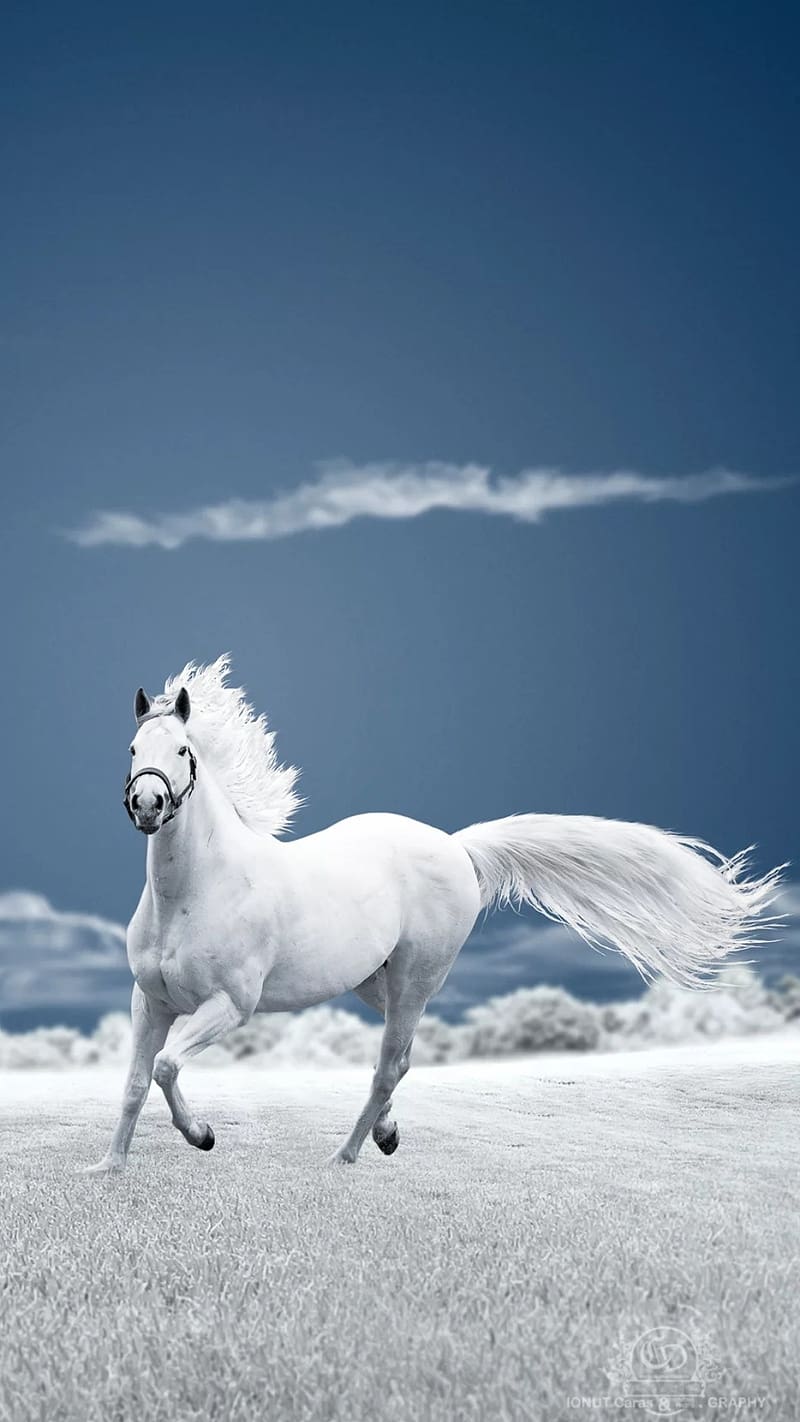 7 White Horse, white horse, white, horse, HD phone wallpaper