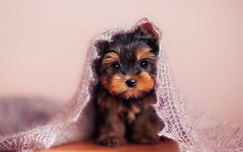 Yorkshire Terrier puppy, cute animals, dogs, Yorkshire Terrier Dog, HD wallpaper