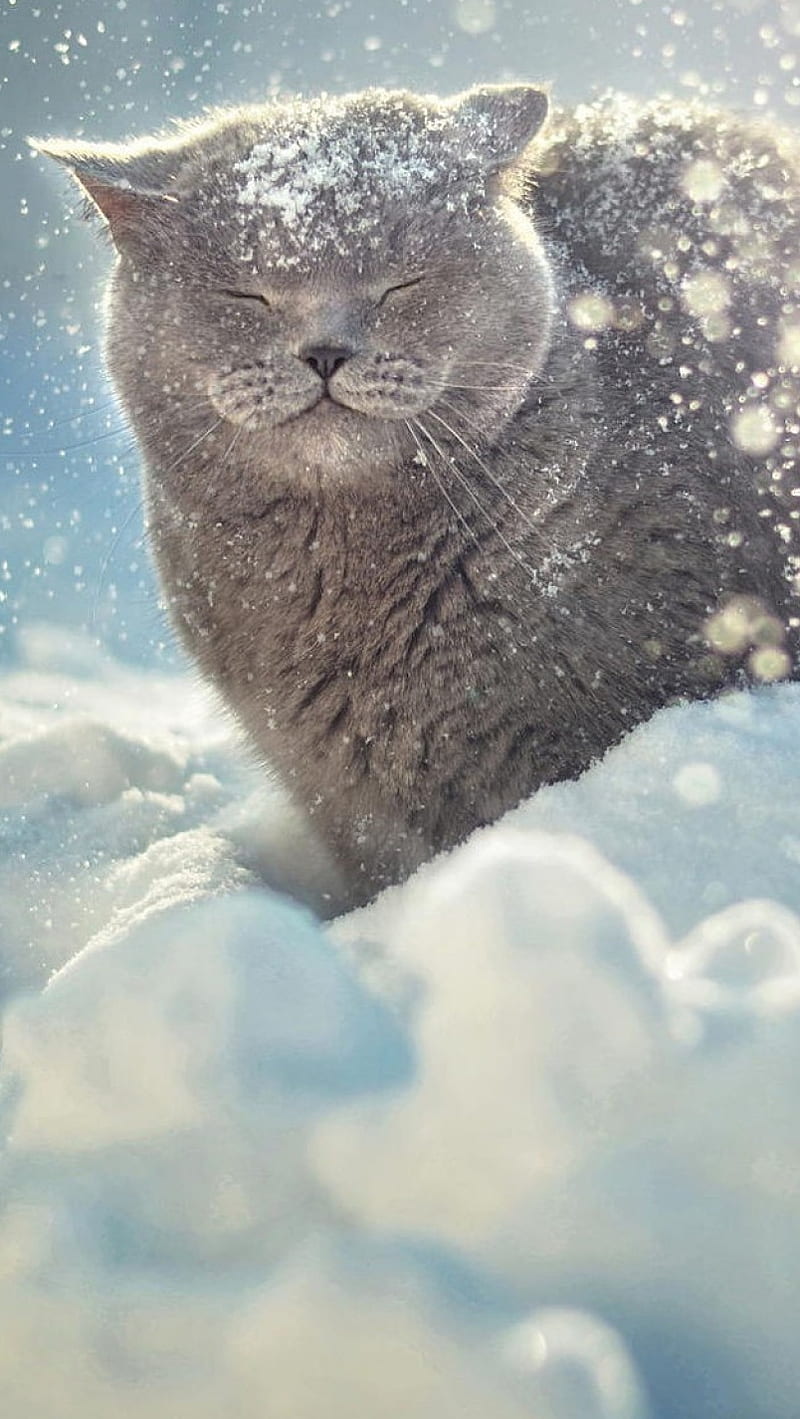 Cat, snow, HD phone wallpaper