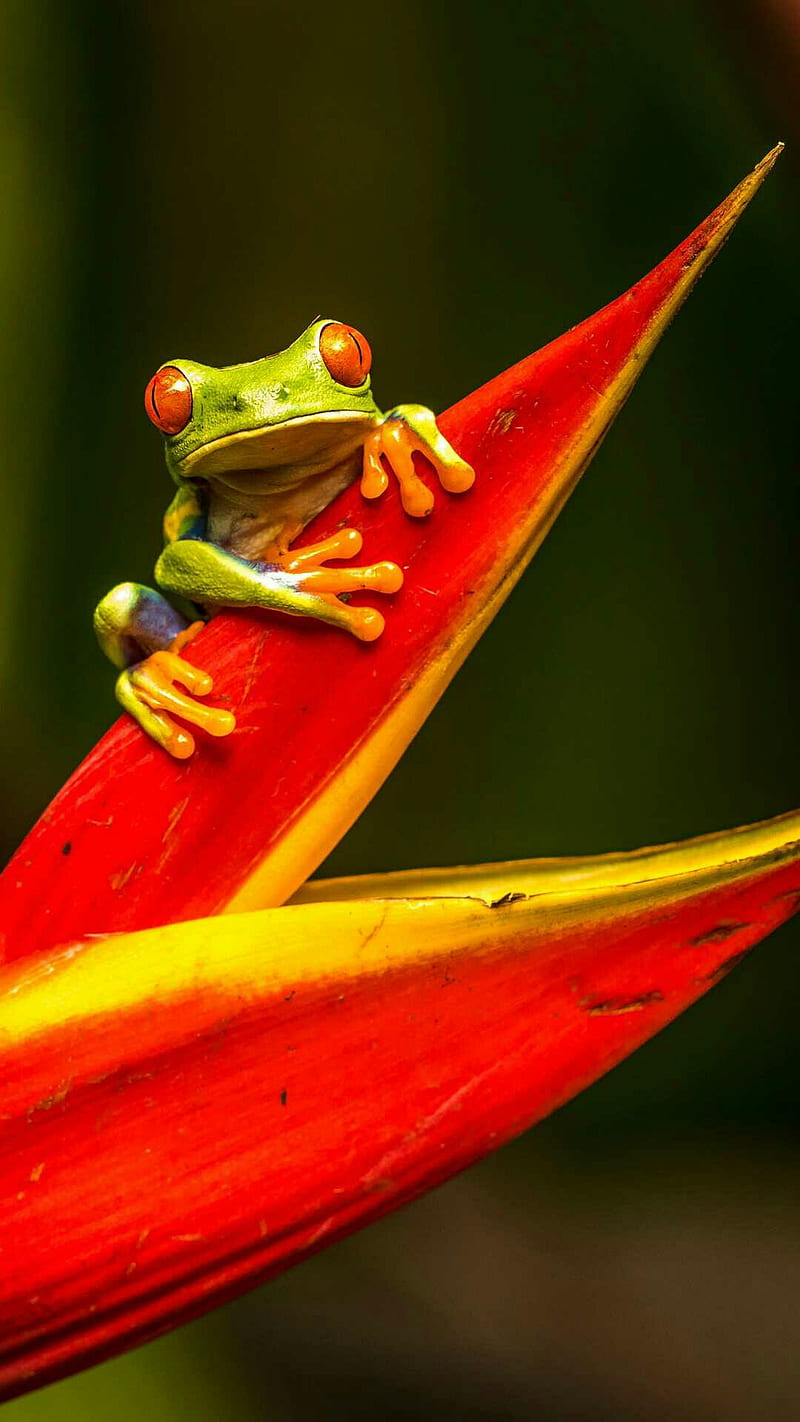 Raganella, frog, icio, HD phone wallpaper